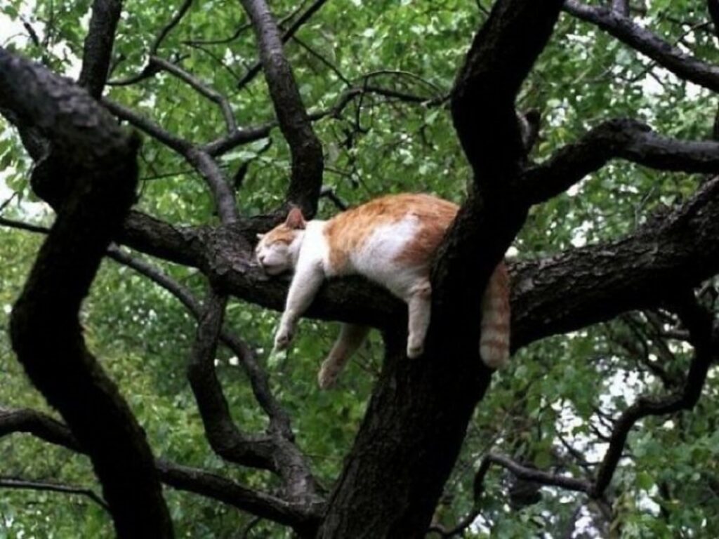 gatto che dorme sugli alberi