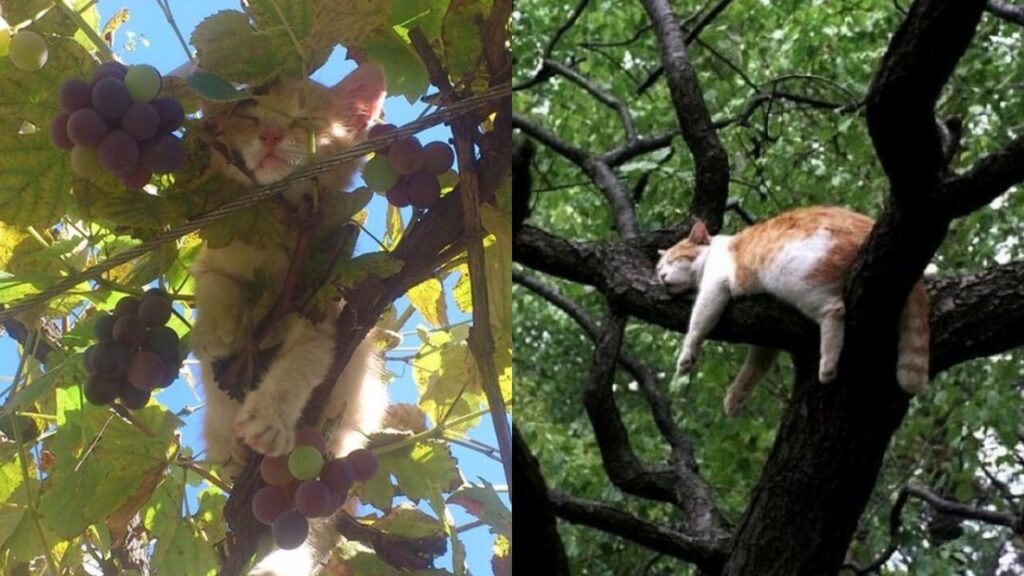 gatto che dorme sugli alberi