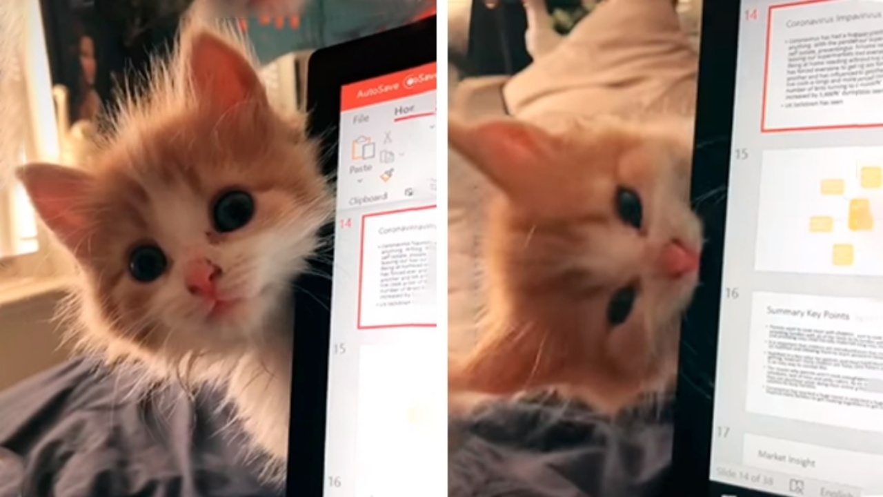 Gatto infuriato morde il pc della sua padrona