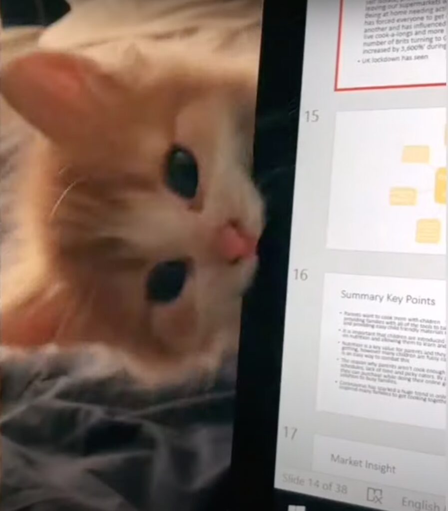 Gatto infuriato morde il pc della sua padrona