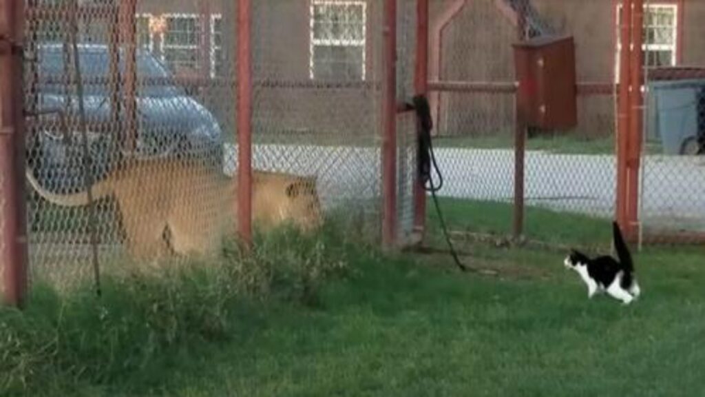 un gatto sfida un leone