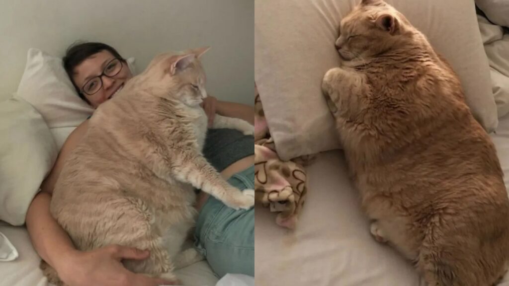 gatto sovrappeso con padrona