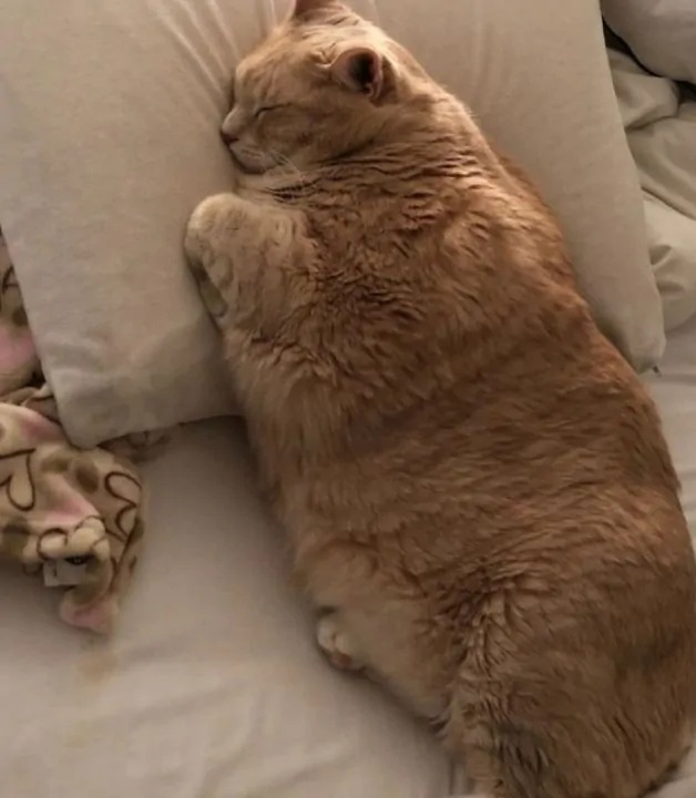 gatto sovrappeso