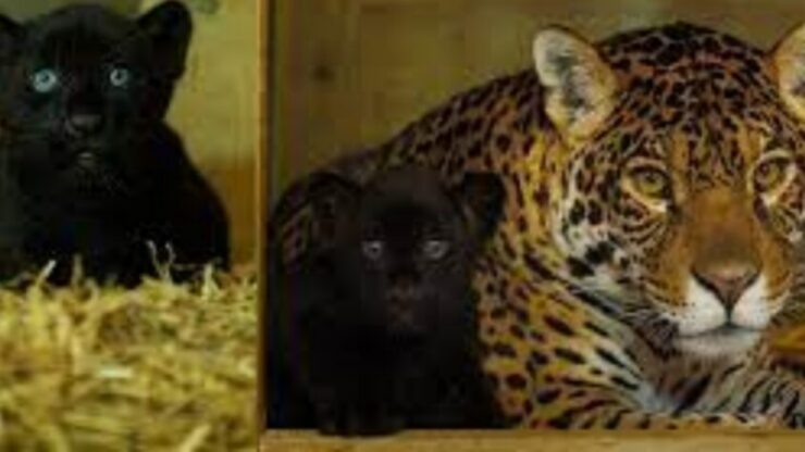 Cucciolo di giaguaro nero