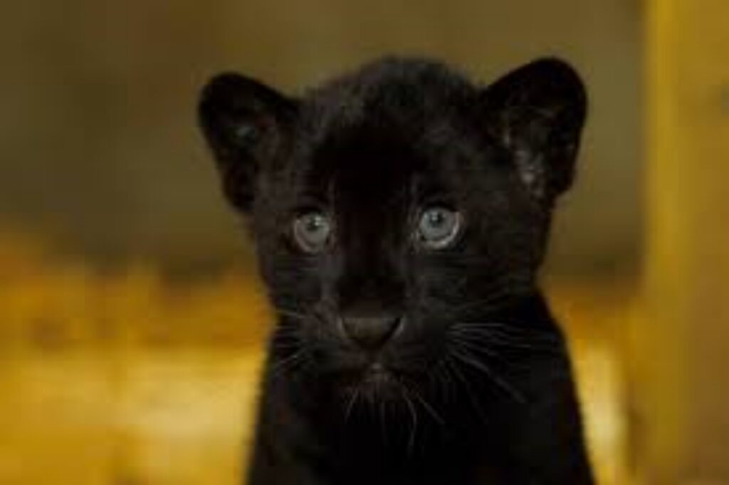 cucciolo di giaguaro nero