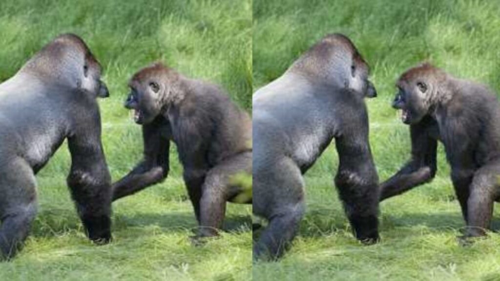 gorilla separati