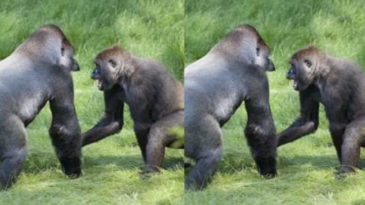 gorilla si riuniscono
