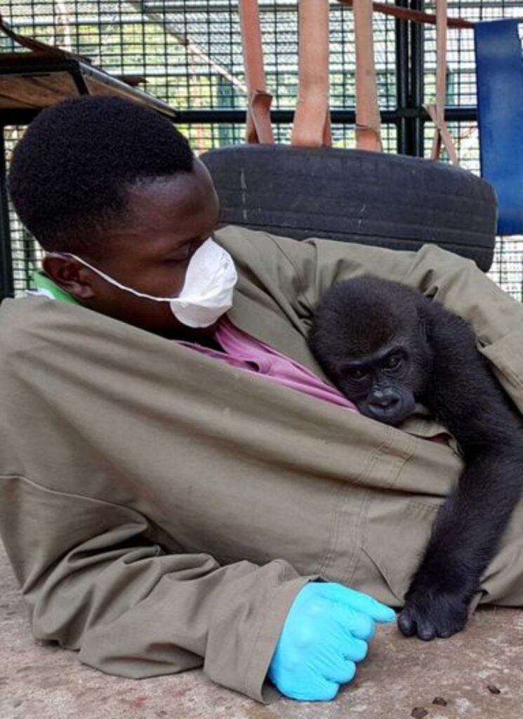 gorilla orfano si rannicchia sul custode