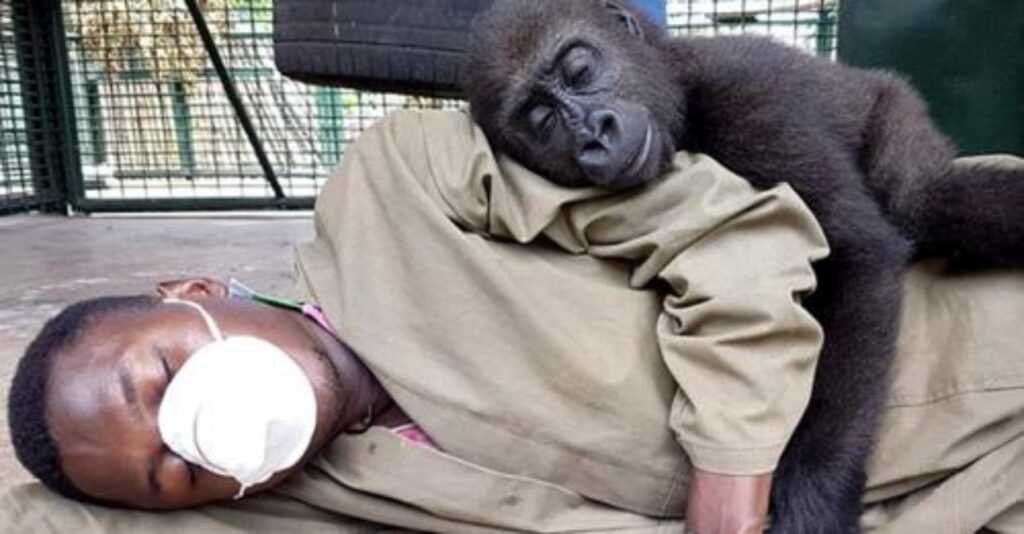 gorilla orfano dorme