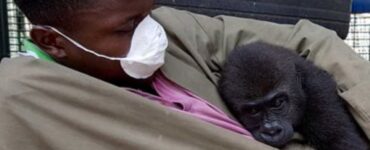 piccolo gorilla orfano si rannicchia tra le braccia del custode