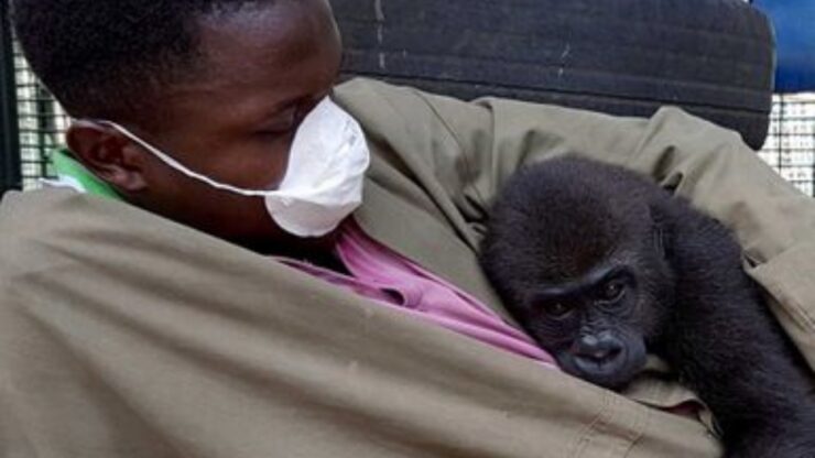 piccolo gorilla orfano si rannicchia tra le braccia del custode