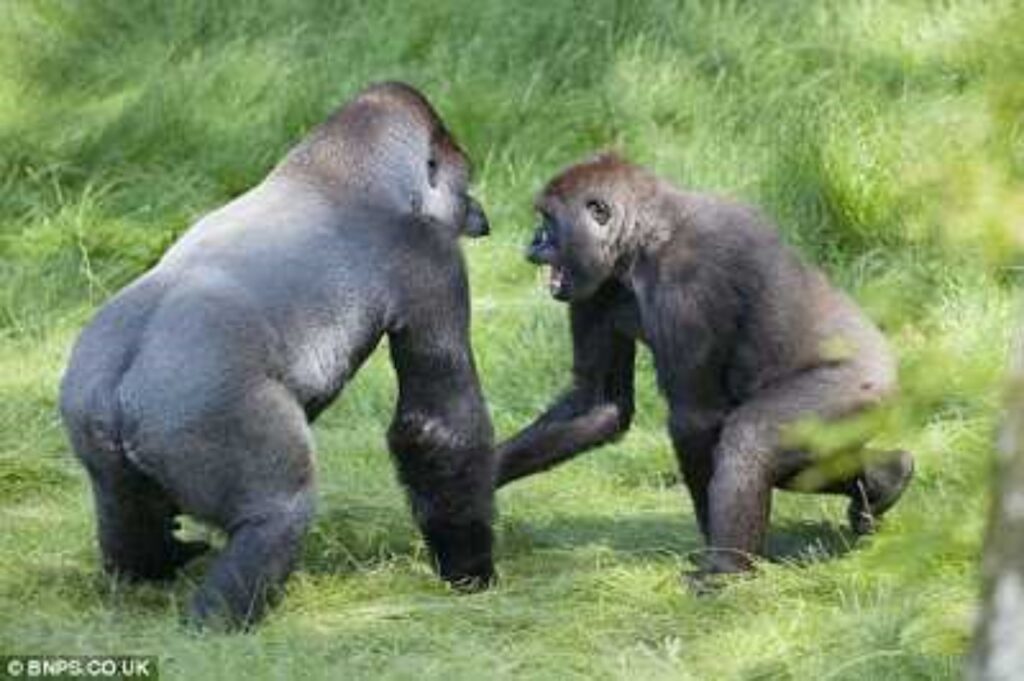 gorilla separati si riuniscono