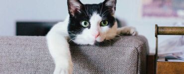 Sei indizi che la tua casa è governata da un gatto