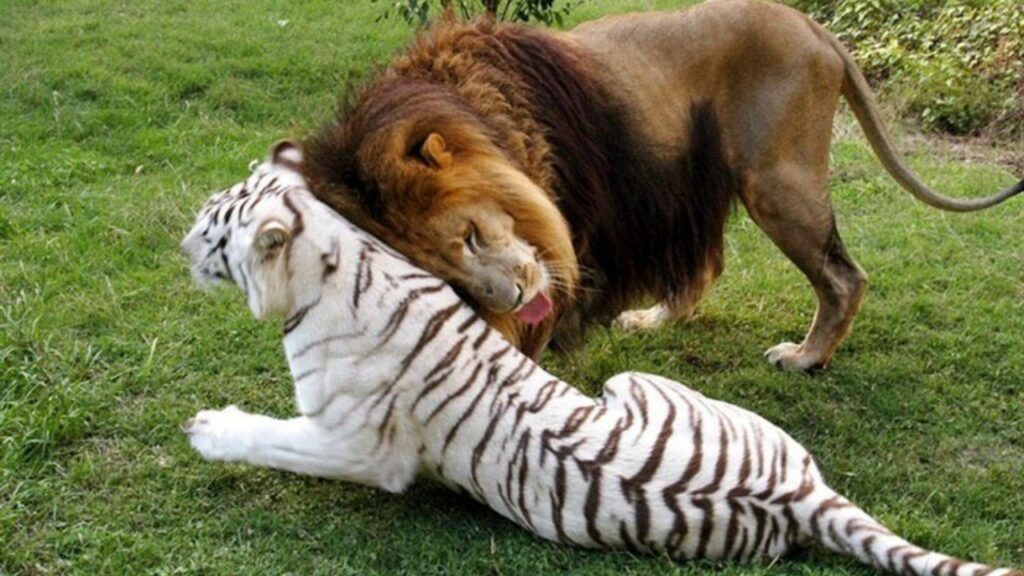 tigre e leone sono innamorati