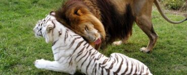 tigre e leone sono innamorati