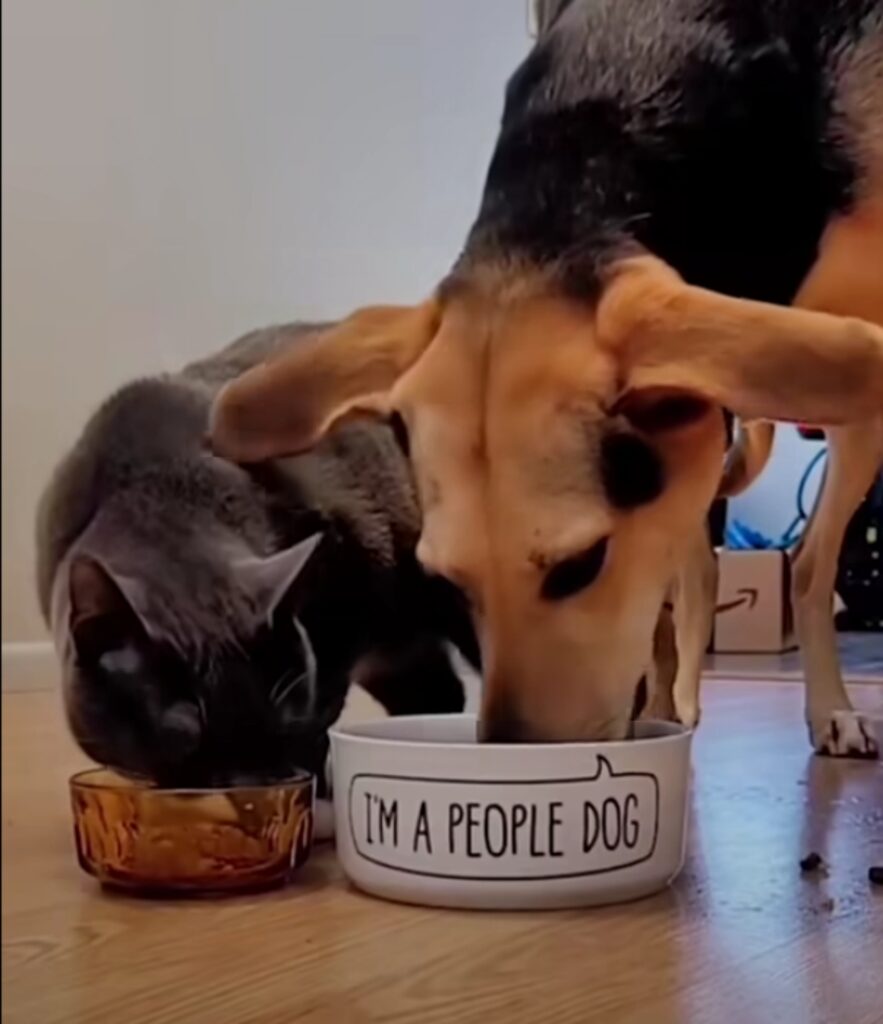 cane e gatto mangiano insieme