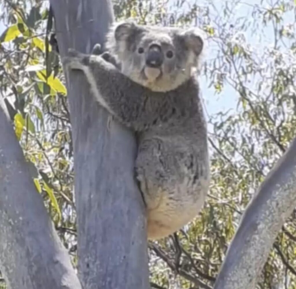 koala