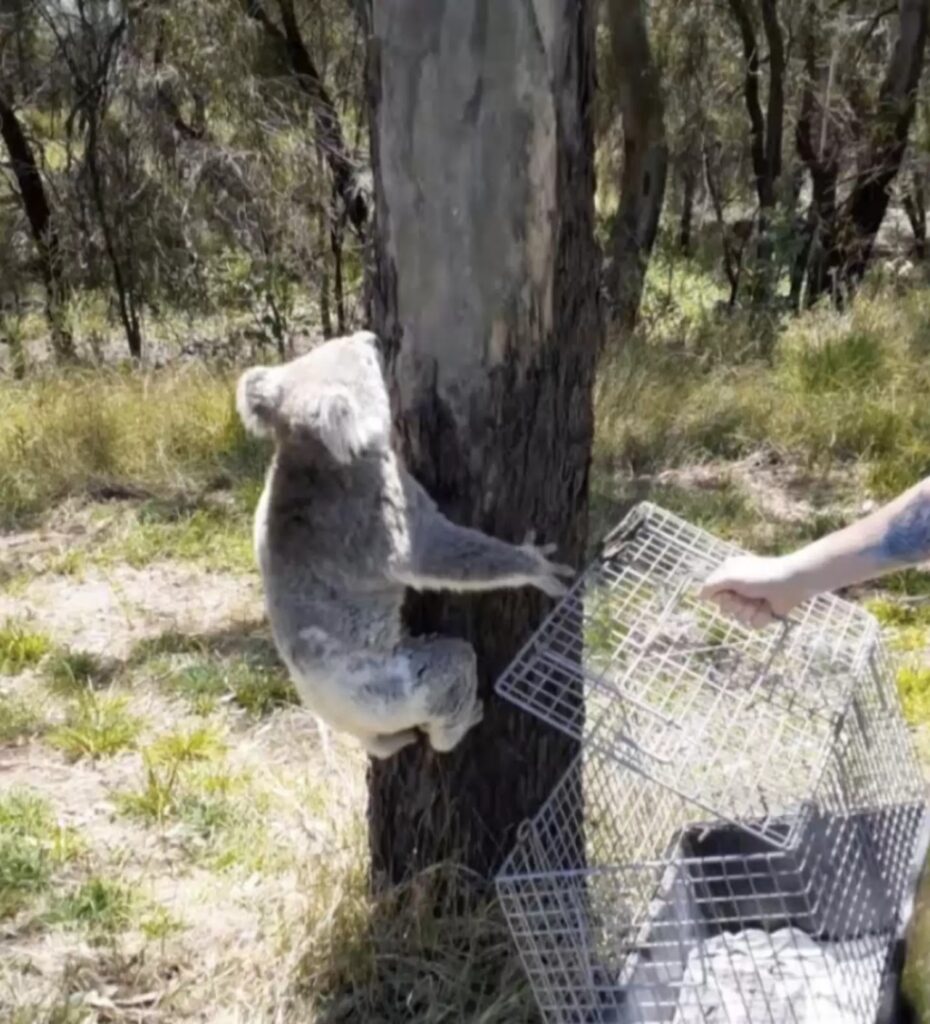koala su albero