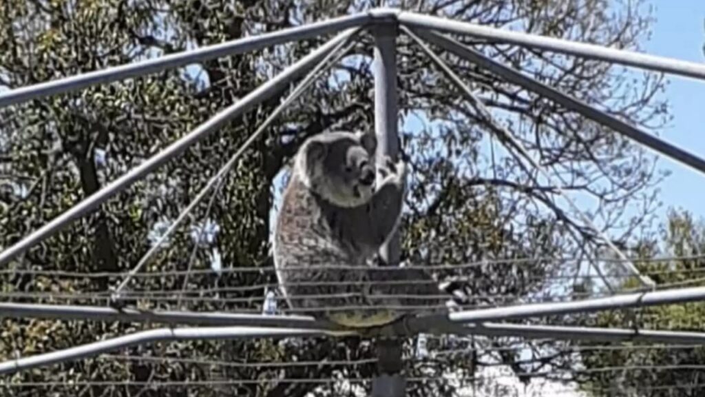 koala arrampicato su stendibiancheria