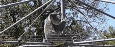 koala arrampicato su stendibiancheria