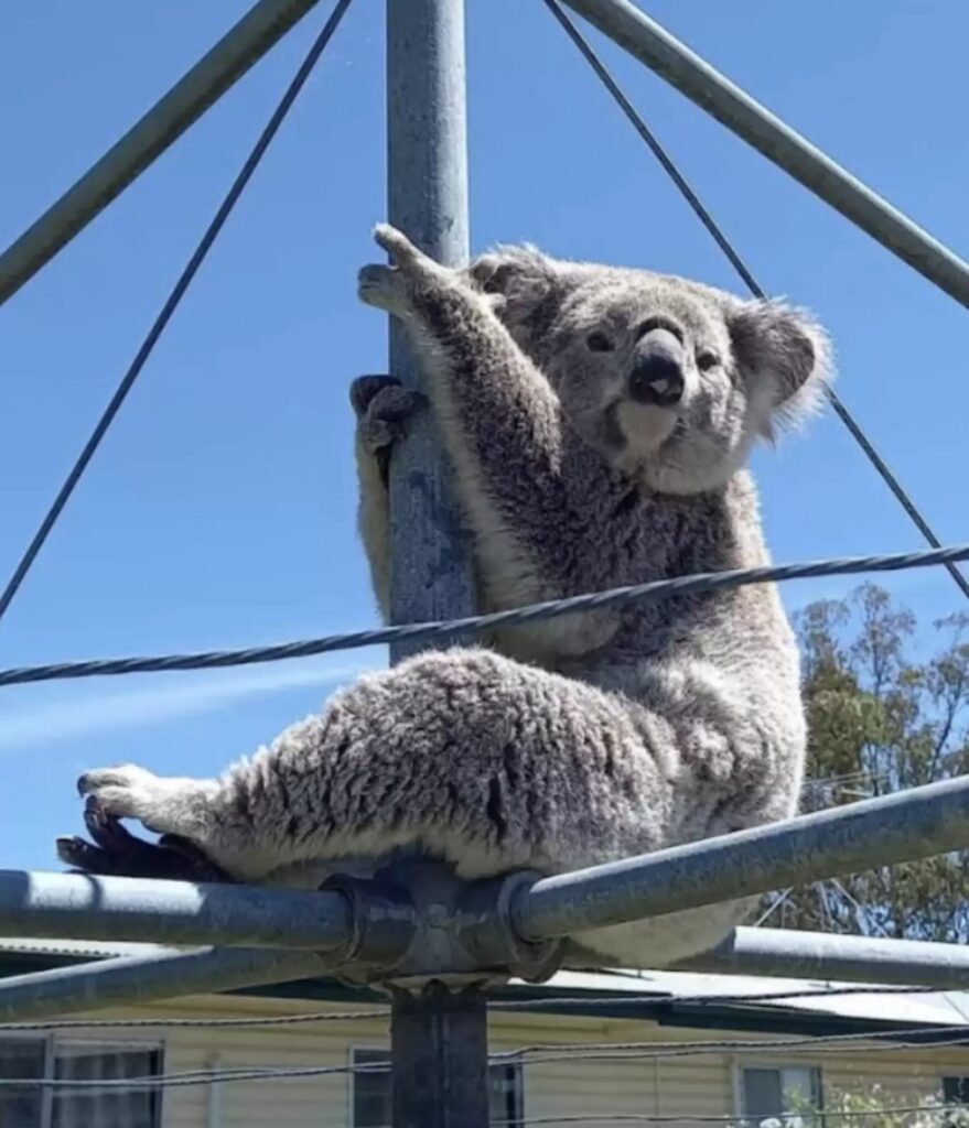 koala su stendibiancheria