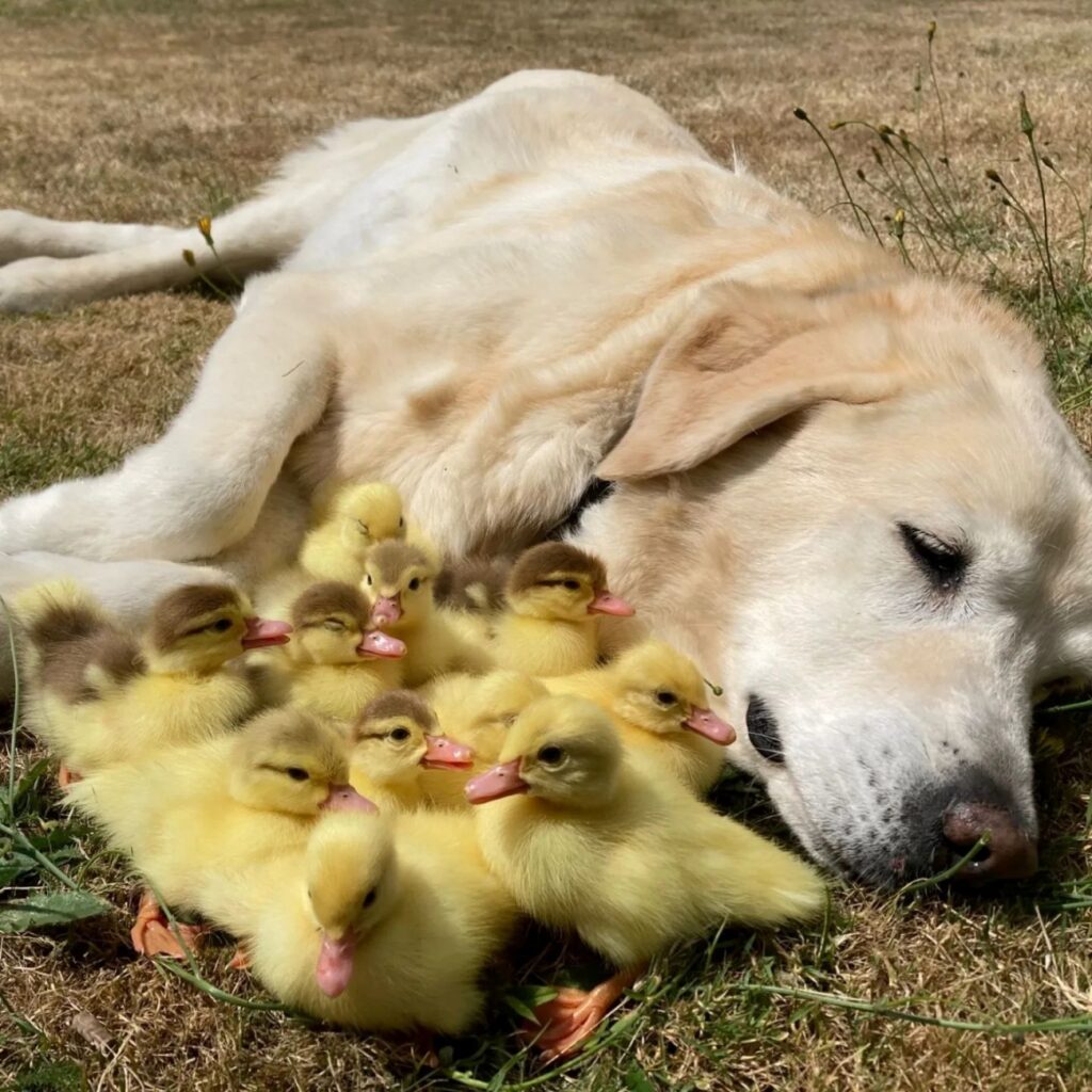 labrador allungato