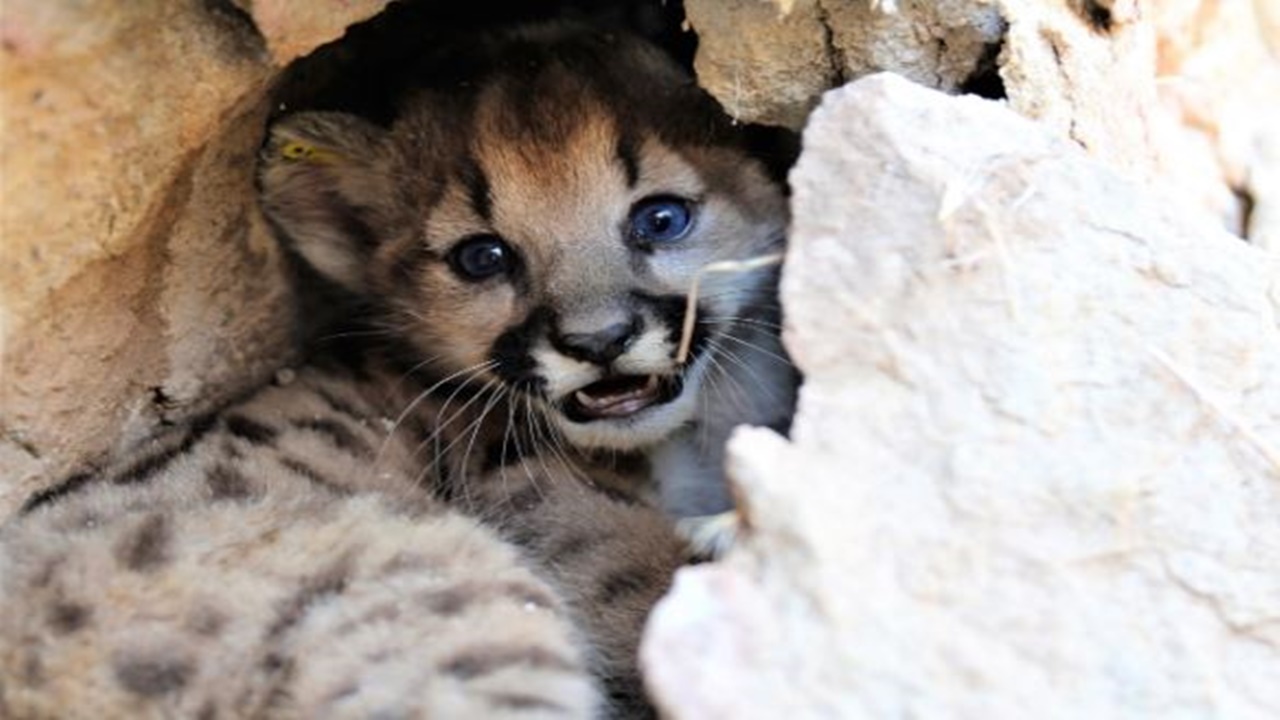 leone di montagna cuccioli