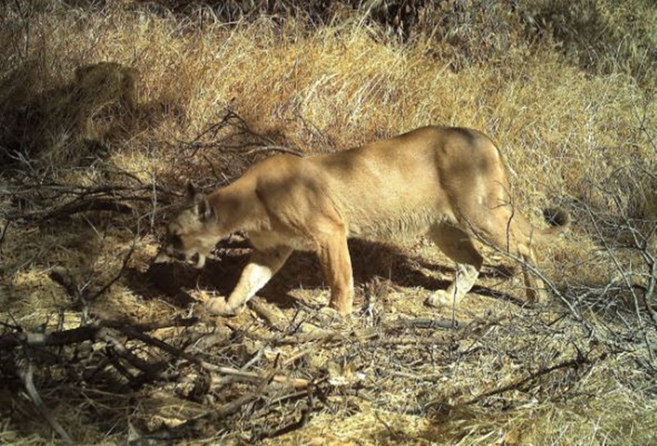 leone di montagna mamma