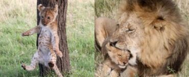 cucciolo di leone cade da un albero