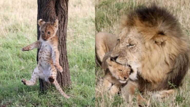 cucciolo di leone cade da un albero