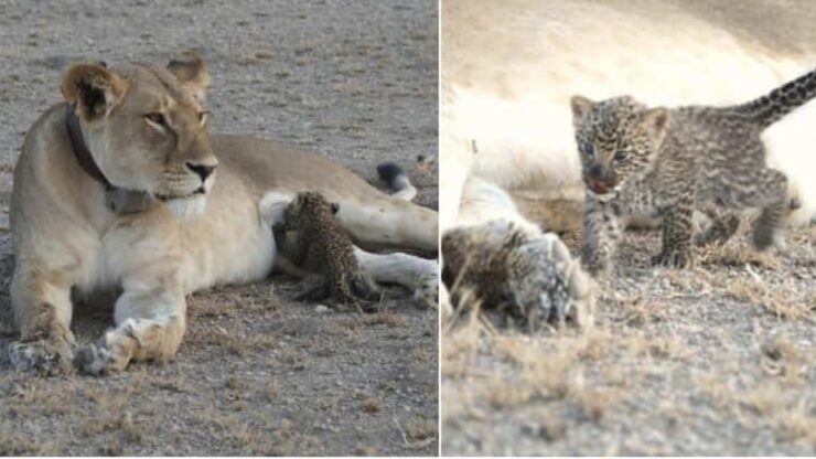 leonessa e leopardo