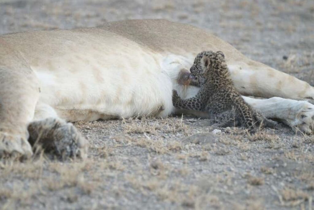 leopardo che prende il latte