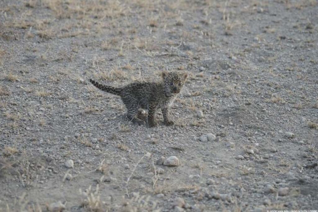 cucciolo di leoprado