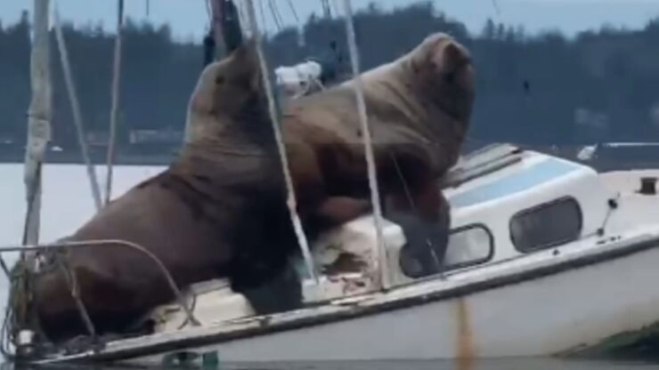 leoni marini rubano uno yatch