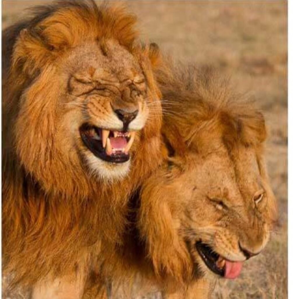 Due leoni sorridono