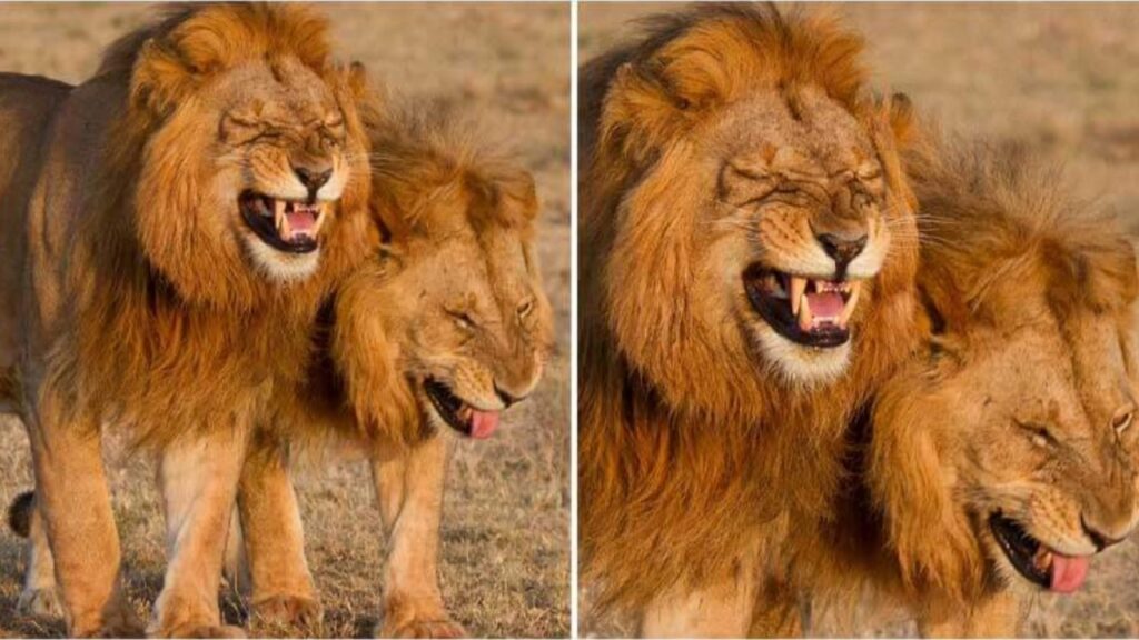 Due leoni sorridono