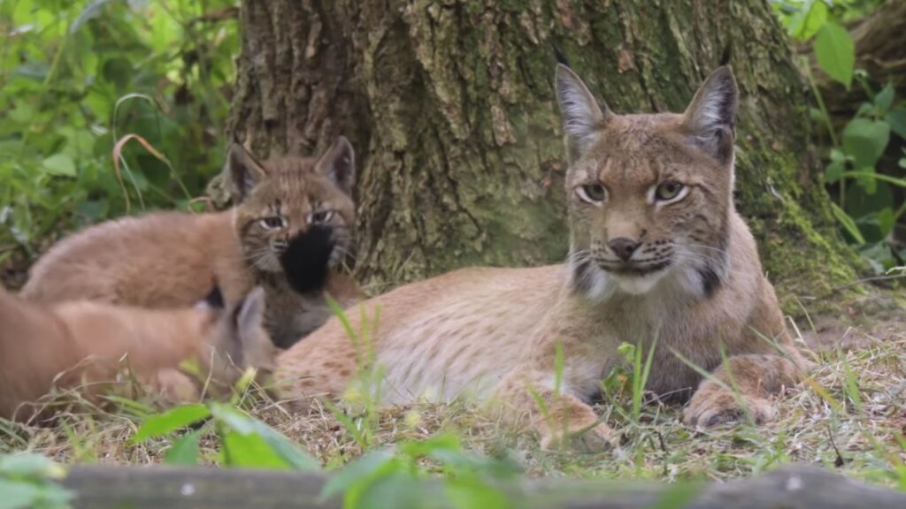 lince con cuccioli