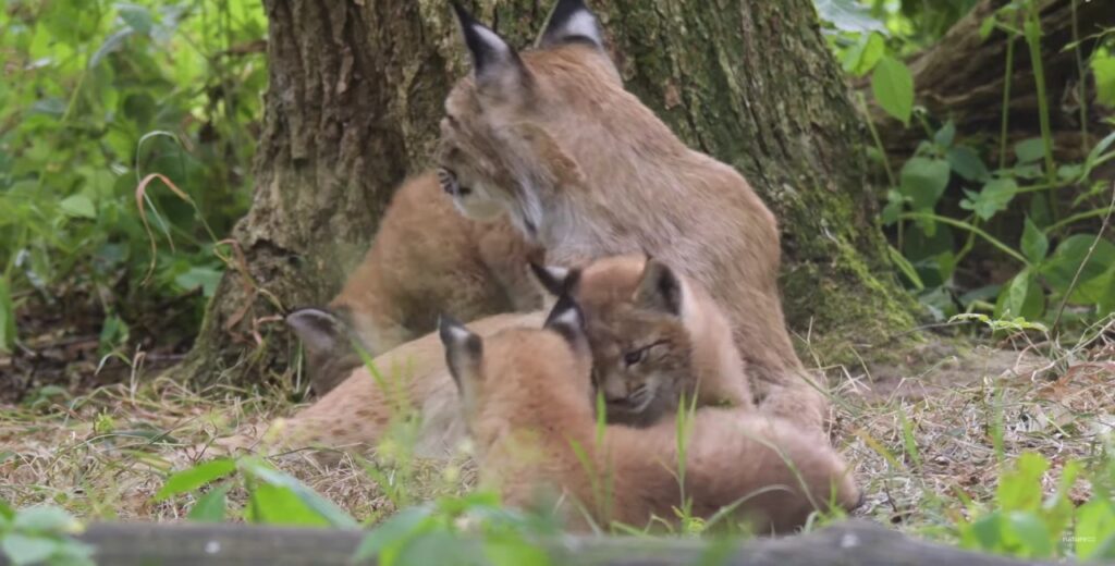 lince con cuccioli