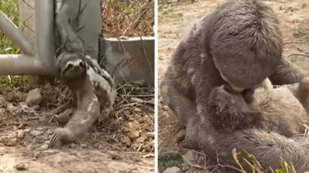 mamma bradipo con cucciolo