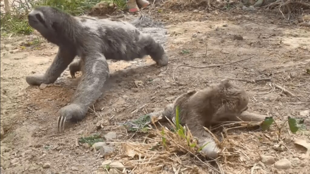 tenero incontro tra animali