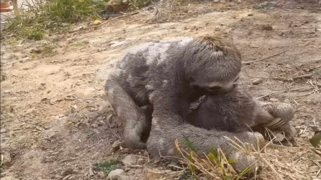 mamma trova il suo piccolo