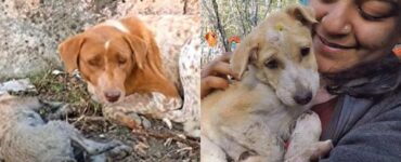 mamma cagnolina chiede aiuto