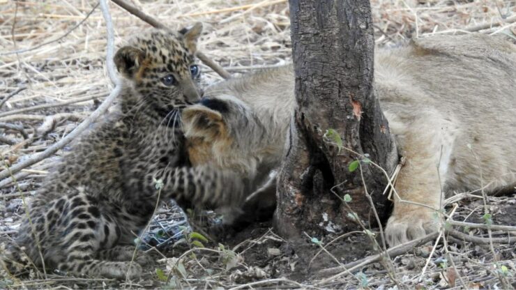 mamma leonessa adotta un cucciolo di leopardo rimasto orfano