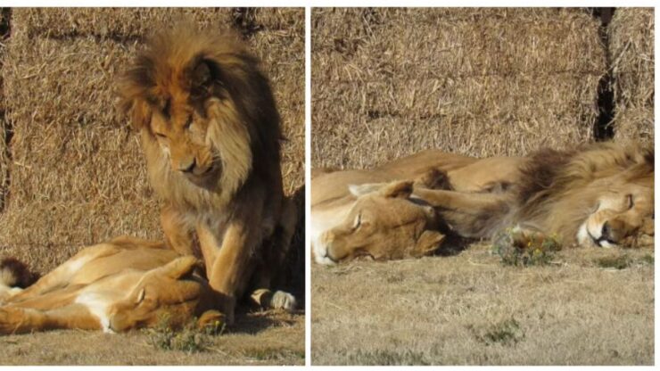 Il marito leone assiste la moglie leonessa mentre lei era malata
