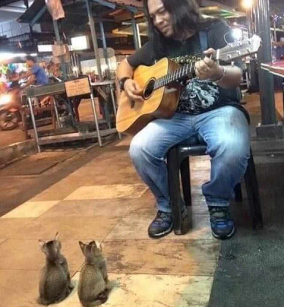 musicista con gattini
