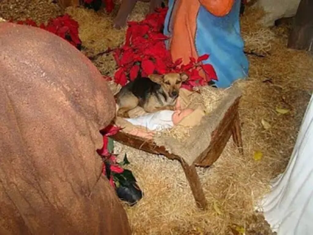 cane in un presepe