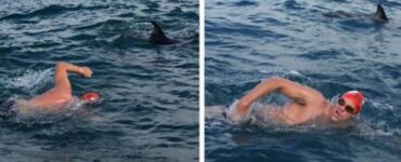 nuotatore con delfini