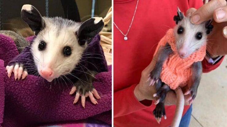 opossum senza peli