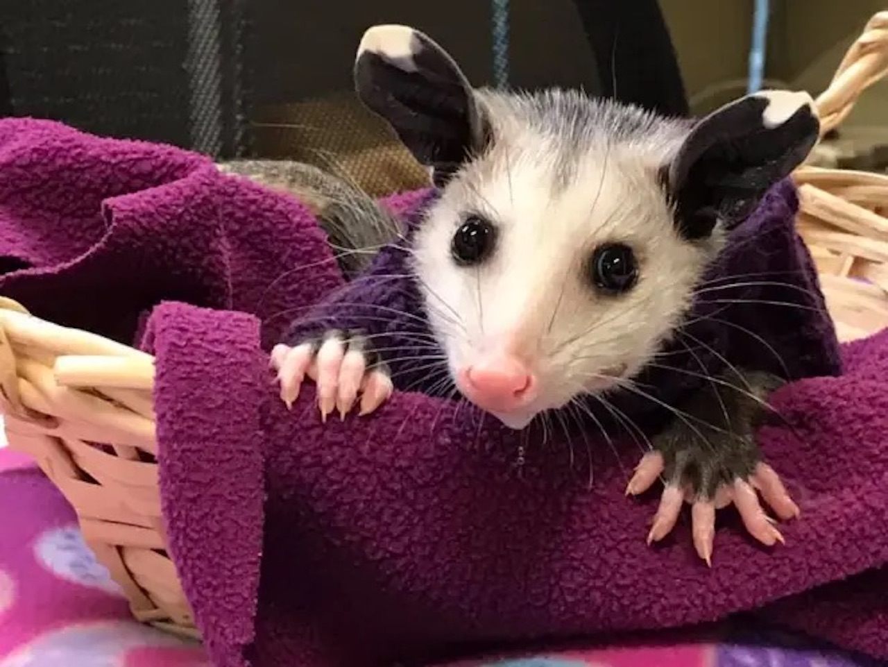 opossum senza peli