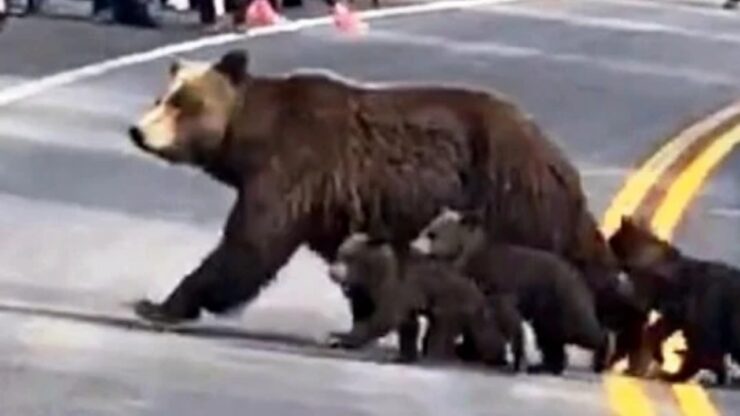 Orso attraversa la strada in compagnia dei suoi piccoli